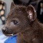 Denver Zoo Welcomes Three Adorable Spotted Hyena Cubs