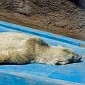 Depressed Polar Bear Doomed to Remain Captive at Zoo in Argentina