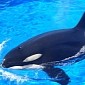 “Desperate” Orca Must Remain Captive, Dutch Council of State Rules