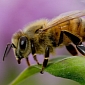 Diesel Exhaust Makes Honey Bees Go Hungry