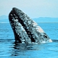 Diets Helped Gray Whales Survive Past Climate Changes