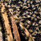 Different Bee Species Can Learn Each Other's Language