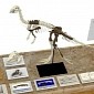 Dinosaur Skeleton Made in a Fraction of the Normal Time with 3D Printing – Pictures