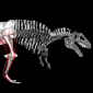 Dinosaurs' Anatomy Revealed by Computer Paleontology