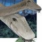 Dinosaurs' Skull Changed as They Grew