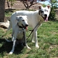 Disabled Dogs Eve and Dillon Bond, Are Adopted Together – Video