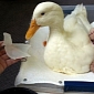 Disabled Duck Named Buttercup Gets 3D Printed Prosthetic Foot