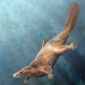 Discovery of a Large Jurassic Mammal Turns Theory on its Head