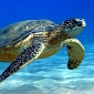 Disoriented Sea Turtles Rescued by Conservationists in Florida