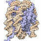Distribution of Nucleosomes Inside Cells Understood