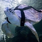 Dive Belt Helps Disabled Turtle Go Swimming Again
