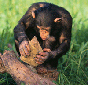 Do Chimps Have A Culture?