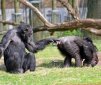 Do Chimps Have Menopause?