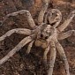 Doctors Chop Off Part of Man's Brain, Cure His Fear of Spiders