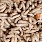Doctors Find as Many as 20 Maggots Living Under Man's Skin