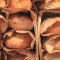 Doctors Want Folic Acid in our Bread