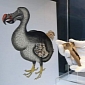 Dodo Bone Set to Be Auctioned Off in London This Coming April