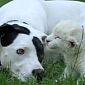 Dog Adopts Abandoned White Lion Cub