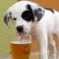 Dog Beer Actually Exists, You Can Buy It Online