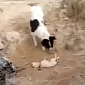 Dog Buries Puppy in a Ditch: The Truth Behind the Video