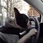 Dog Driving Car Through Brooklyn Is Caught on Video