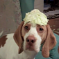 Dog Is Crazy About Cabbage, Desperately Tries to Steal Some – Video
