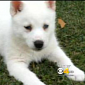 Dog Lovers Targeted by Scammers