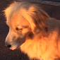 Dog Mimics Siren Alarm in Cutest Fluctuating Howl – Video
