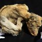 Dog Mummies Found in Peru