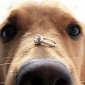 Dog Throws Up Wedding Ring That's Been Missing for 6 Years