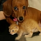 Dog Adopts Orphaned Kitten, Produces Milk to Feed Him – Video