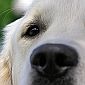 Dogs Can Sniff Out Early Stage Bowel Cancer