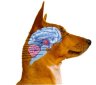 Dogs Found to Have Abstract Thinking!