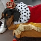 Dogs Made to Wear Funky Outfits, Sent Out to Parade Them Around