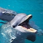 Dolphin Calf Is Brutally Killed by Speedboat Driver