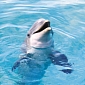 Dolphin Escapes Netted Sea Pen, Swims to Freedom
