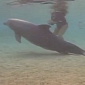 Dolphin Giving Birth [Video]