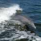Dolphin Survivor to Solve Die-off Mystery