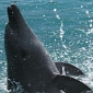 Dolphin from Sea World Australia Gets MRI Scan