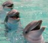 Dolphins' Language, Much More Sophisticated Than Believed!