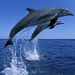 Dolphins Form “Bromances,” Are Surprisingly Loyal to Their Friends