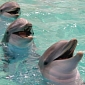 Dolphins Have the Best Memory in the Animal Kingdom