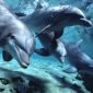 Dolphins Identify Themselves with Names