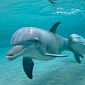 Dolphins in Southern US Are Killed with Guns, Screwdrivers
