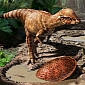 Dome-Headed Dinosaurs Used to Butt Heads