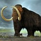 Domestic Dogs Helped Humans Hunt Mammoths, Evidence Suggests
