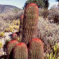 Domesticated Cactus Tracked Back to the Wild