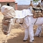 Donkey Is a Beekeeper, Even Has a Suit to Prove It