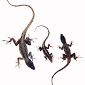 Double Genetic Standard Found in Lizard Species