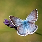 Download Butterflies Theme for Windows 7